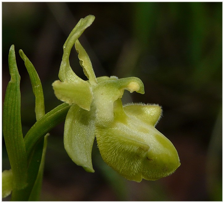 Apocromia in Ophrys sphegodes